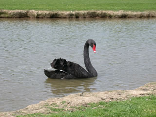 Un cygne noir